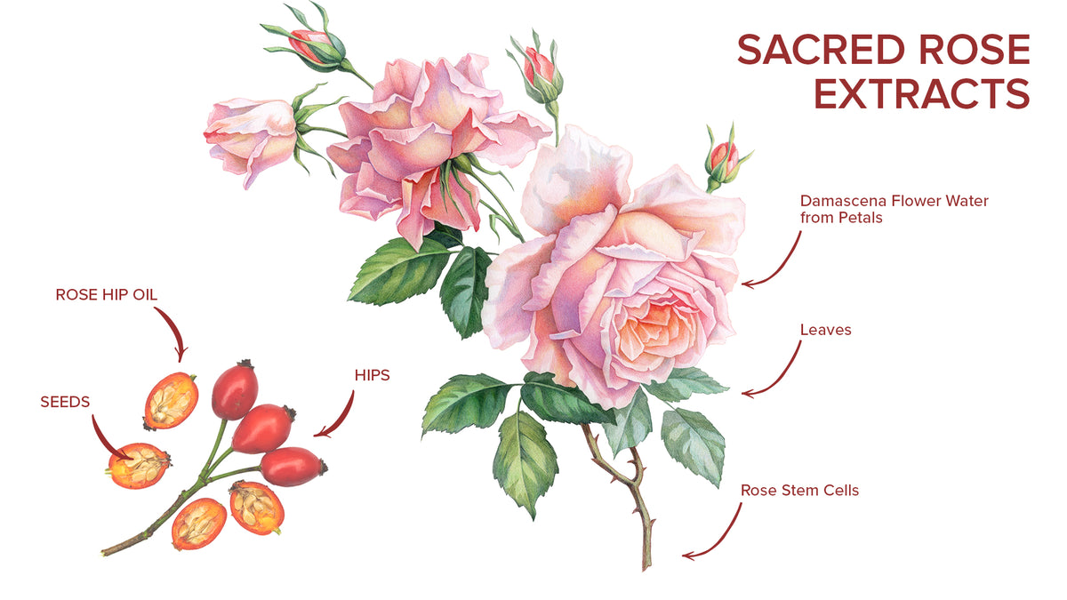 JJ Beauty Sacred Rose Essence