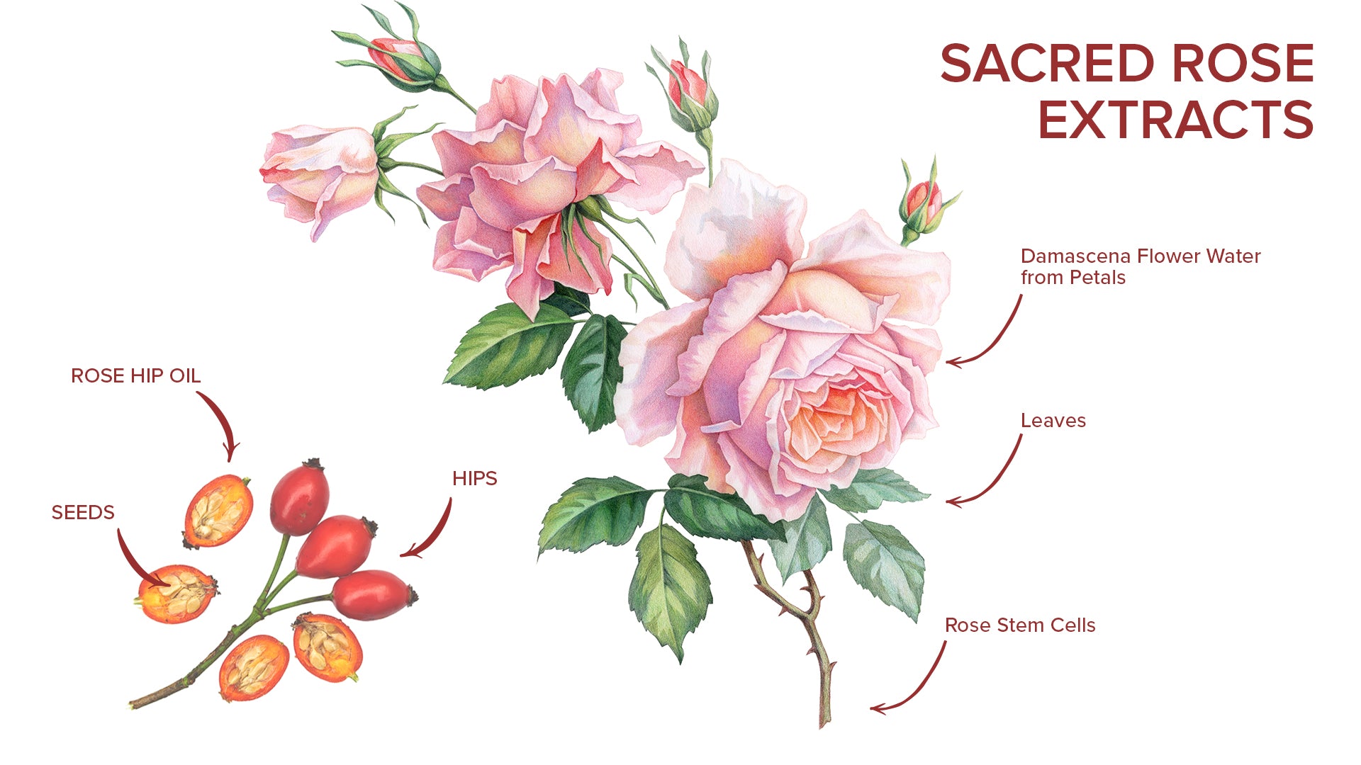 rosa damascena seeds for sale JJ Beauty Sacred Rose Hyaluronic Acid Hydrating and Nourishing Facial Essence- 4.05 fl oz